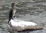 Beobachtungsposten f&uuml;r Enten? (Foto: Karl-Heinz Herrmann)
