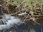 Borbachtungen zur Biodiversit&auml;t (Foto: M.Kappler)