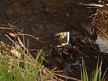 Borbachtungen zur Biodiversit&auml;t (Foto: M.Kappler)