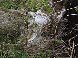 Borbachtungen zur Biodiversit&auml;t (Foto: M.Kappler)