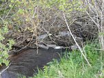 Borbachtungen zur Biodiversit&auml;t (Foto: M.Kappler)