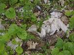 Borbachtungen zur Biodiversit&auml;t (Foto: M.Kappler)