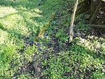 Borbachtungen zur Biodiversit&auml;t (Foto: M.Kappler)