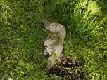 Borbachtungen zur Biodiversit&auml;t (Foto: M.Kappler)