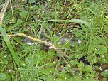 Borbachtungen zur Biodiversit&auml;t (Foto: M.Kappler)