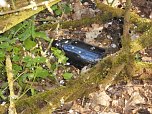 Borbachtungen zur Biodiversit&auml;t (Foto: M.Kappler)