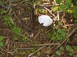 Borbachtungen zur Biodiversit&auml;t (Foto: M.Kappler)