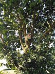 Neue Vogelh&auml;uschen in Urbach (Foto: K.Seifert)