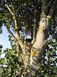 Neue Vogelh&auml;uschen in Urbach (Foto: K.Seifert)