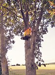 Neue Vogelh&auml;uschen in Urbach (Foto: K.Seifert)