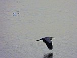 Kraniche am Stausee Kelbra (Foto: Peter Blei)