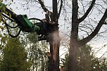 An der Bleiche hat man damit begonnen 13 Bäume zu fällen (Foto: Michael Garke) An der Bleiche hat man damit begonnen 13 Bäume zu fällen (Foto: Michael Garke)