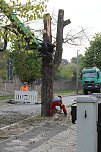 An der Bleiche hat man damit begonnen 13 Bäume zu fällen (Foto: Michael Garke) An der Bleiche hat man damit begonnen 13 Bäume zu fällen (Foto: Michael Garke)