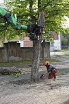 An der Bleiche hat man damit begonnen 13 Bäume zu fällen (Foto: Michael Garke) An der Bleiche hat man damit begonnen 13 Bäume zu fällen (Foto: Michael Garke)