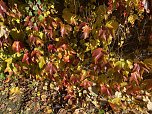 Herbstimpressionen (Foto: Eva Maria Wiegand)