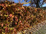 Herbstimpressionen (Foto: Eva Maria Wiegand)