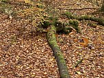 Herbstimpressionen (Foto: Eva Maria Wiegand)