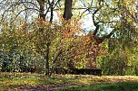 Herbstimpressionen (Foto: Eva Maria Wiegand)