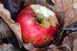Herbstimpressionen (Foto: Eva Maria Wiegand)