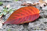 Herbstimpressionen (Foto: Eva Maria Wiegand)