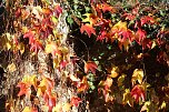 Herbstimpressionen (Foto: Eva Maria Wiegand)