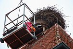 Bauarbeiten am Ringelebener Storchennest (Foto: Henri Fensterer)