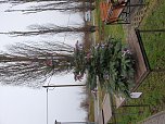 Weihnachtsmann unter Wasser - am Taucherteich versenkte man gestern wieder den traditionellen Weihnachtsbaum (Foto: Tauchsportzentrum am Sundh&auml;user See)