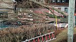 Morscher Baum begrub zwei Fahrzeuge unter sich (Foto: S. Dietzel)