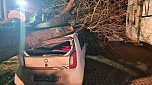 Morscher Baum begrub zwei Fahrzeuge unter sich (Foto: S. Dietzel)