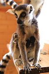 Kattaweibchen adoptiert fremdes Affenbaby (Foto: S. Dietzel)