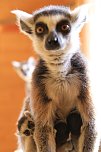 Kattaweibchen adoptiert fremdes Affenbaby (Foto: S. Dietzel)