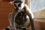 Kattaweibchen adoptiert fremdes Affenbaby (Foto: S. Dietzel)
