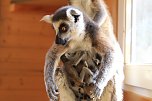 Kattaweibchen adoptiert fremdes Affenbaby (Foto: S. Dietzel)