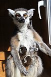 Kattaweibchen adoptiert fremdes Affenbaby (Foto: S. Dietzel)