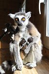 Kattaweibchen adoptiert fremdes Affenbaby (Foto: S. Dietzel)
