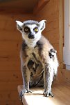 Kattaweibchen adoptiert fremdes Affenbaby (Foto: S. Dietzel)