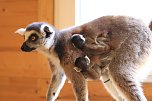 Kattaweibchen adoptiert fremdes Affenbaby (Foto: S. Dietzel)