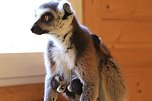 Kattaweibchen adoptiert fremdes Affenbaby (Foto: S. Dietzel)