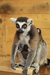 Kattaweibchen adoptiert fremdes Affenbaby (Foto: S. Dietzel)