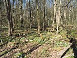 Auf dem Baumkronenpfad (Foto: J&uuml;rgen Friedling)