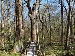 Auf dem Baumkronenpfad (Foto: J&uuml;rgen Friedling)