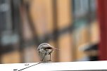 Auch durch H&uuml;pfen waren die M&uuml;cken nicht zu vertreiben (Foto: Eva Maria Wiegand)