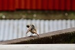 Die M&uuml;cke war wohl unter den Fl&uuml;gel gekrochen (Foto: Eva Maria Wiegand)