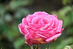 Saisonabschluss im Rosarium (Foto: P.Blei)