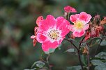 Saisonabschluss im Rosarium (Foto: P.Blei)