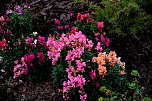 Saisonabschluss im Rosarium (Foto: P.Blei)