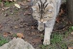 F&uuml;tterung der Wildkatzen im Wildkatzendorf H&uuml;tescheroda (Foto: Eva Maria Wiegand)