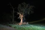 Brennender Baum bei Holzengel (Foto: S. Dietzel)