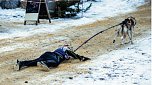 "Bauchlandung" ist der Titel eines weiteren anerkannten Fotos aus der Rubrik "Sport und Freizeit". Es entstand in Pullman City w&auml;hrend eines Schlittenhunderennens (Foto: C. Keil)