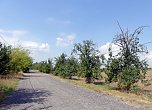 Im Kyffh&auml;userkreis finden sich viele pflegebed&uuml;rftige Obstbaumaleen (Foto: Landschaftspflegeverband S&uuml;dharz/Kyffh&auml;user)